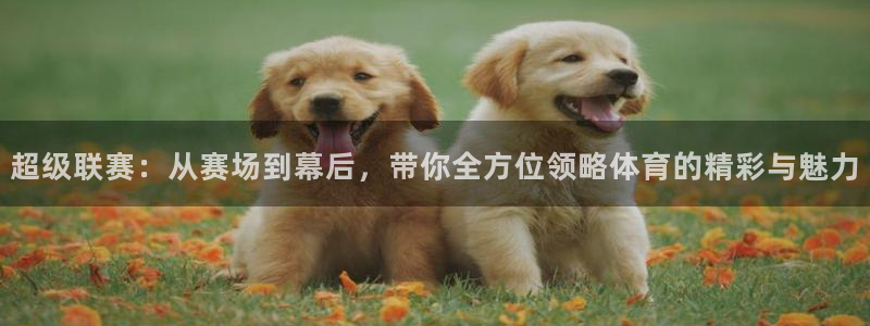 超凡国际最新链接：超级联赛：从赛场到幕后，带你全方位领略体育的精彩与魅力